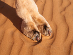 Of Camel Toe and Vulva Shaming