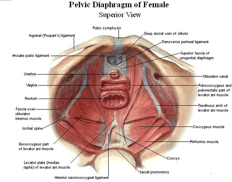pelvic-diaphragm-female