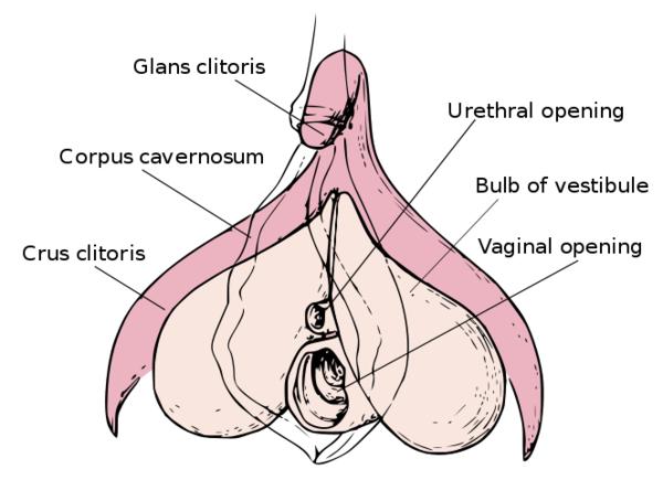 internal-clitoris